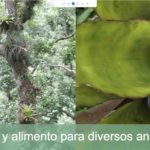 Imagen Epífitas, fuente de agua y alimento para diversos animales 